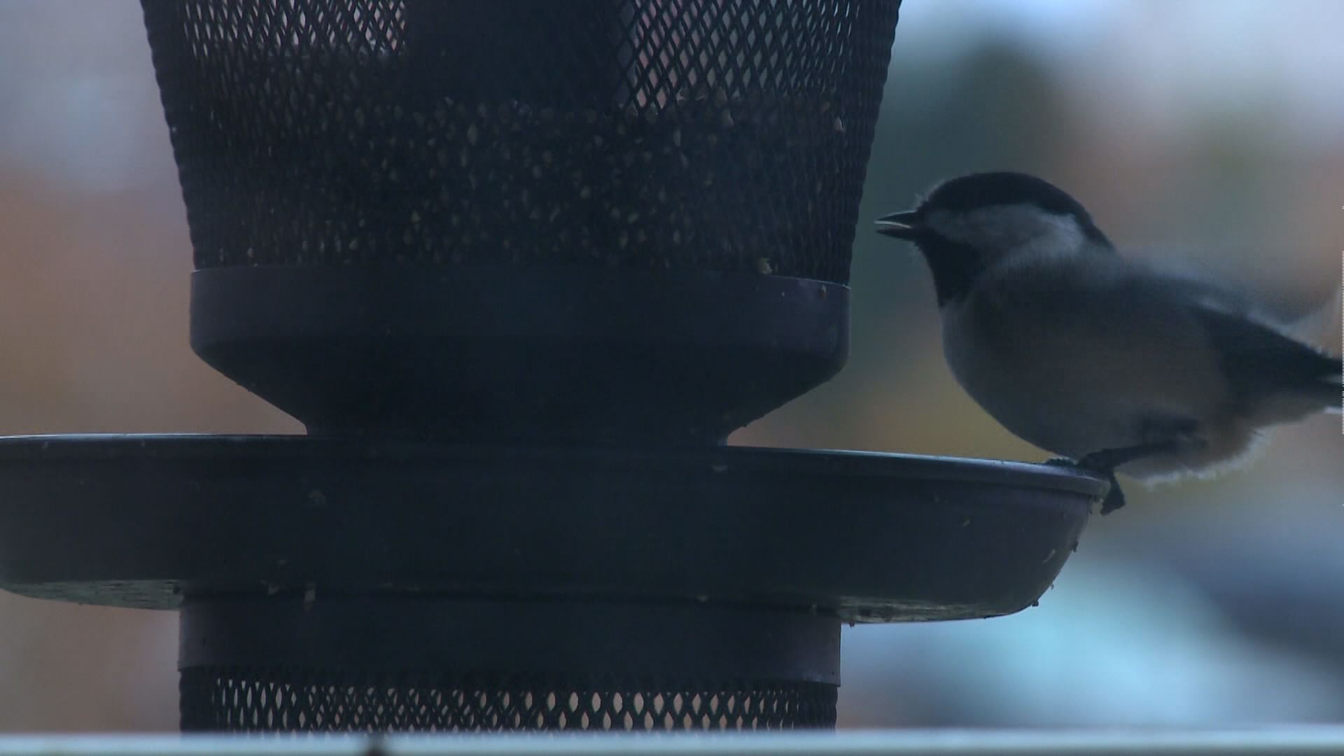 Best Bird Feeders For Our Feathered Friends Kare11 Com
