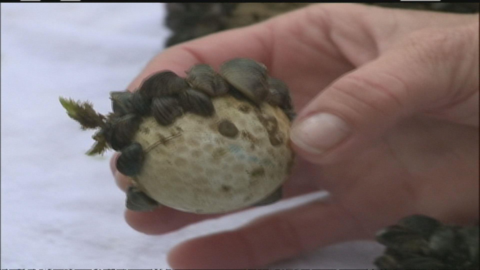 Popular northern MN lake infested with zebra mussels | kare11.com