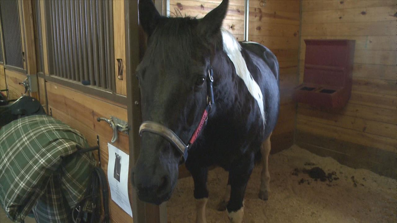 Quarantine call for horses in Twin Cities area