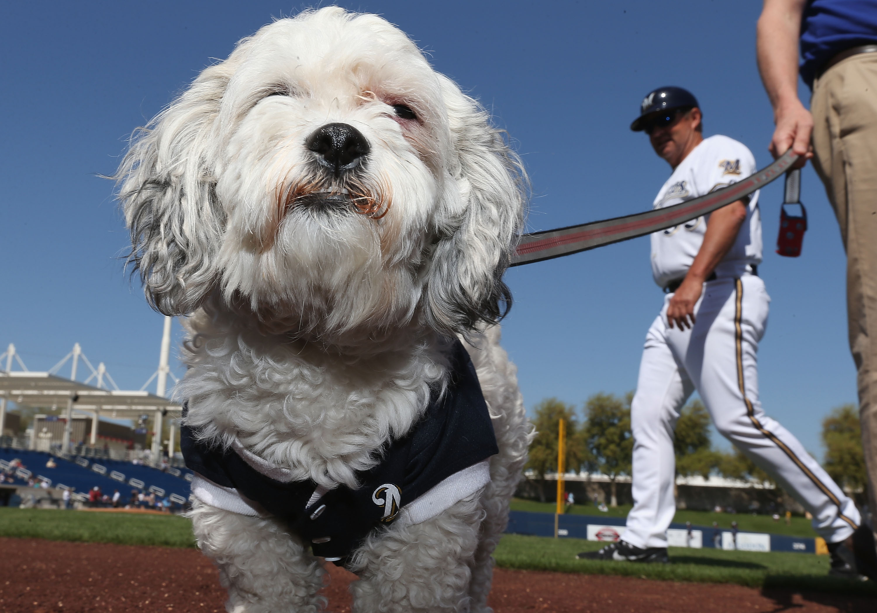 Hank the dog draws huge crowd for meet-and-greet