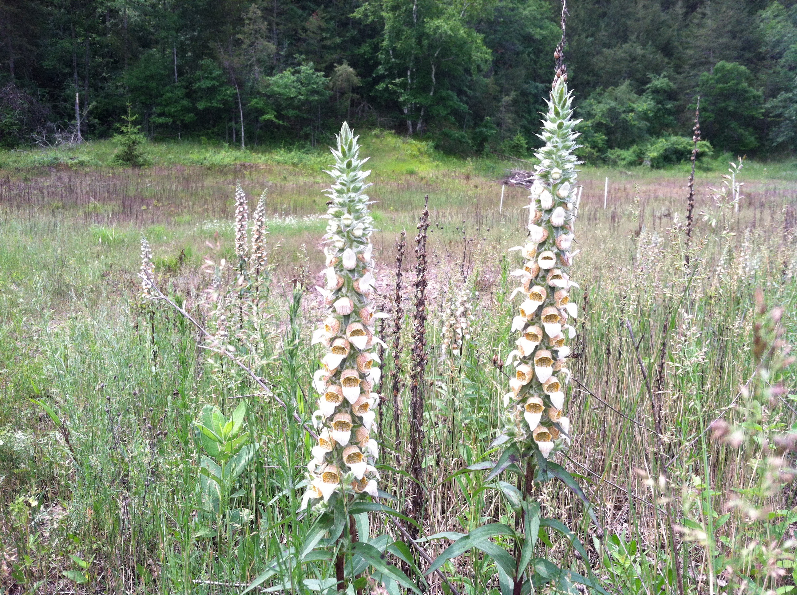 Minn. residents warned about toxic weed | kare11.com