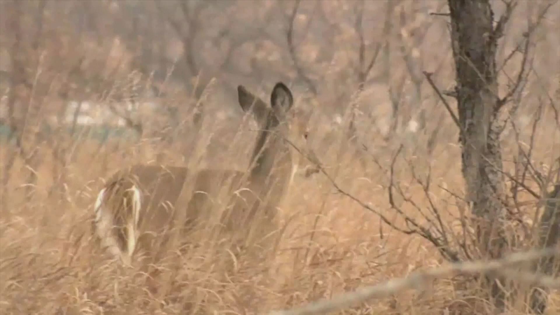 Minnesota deer harvest down in Minnesota
