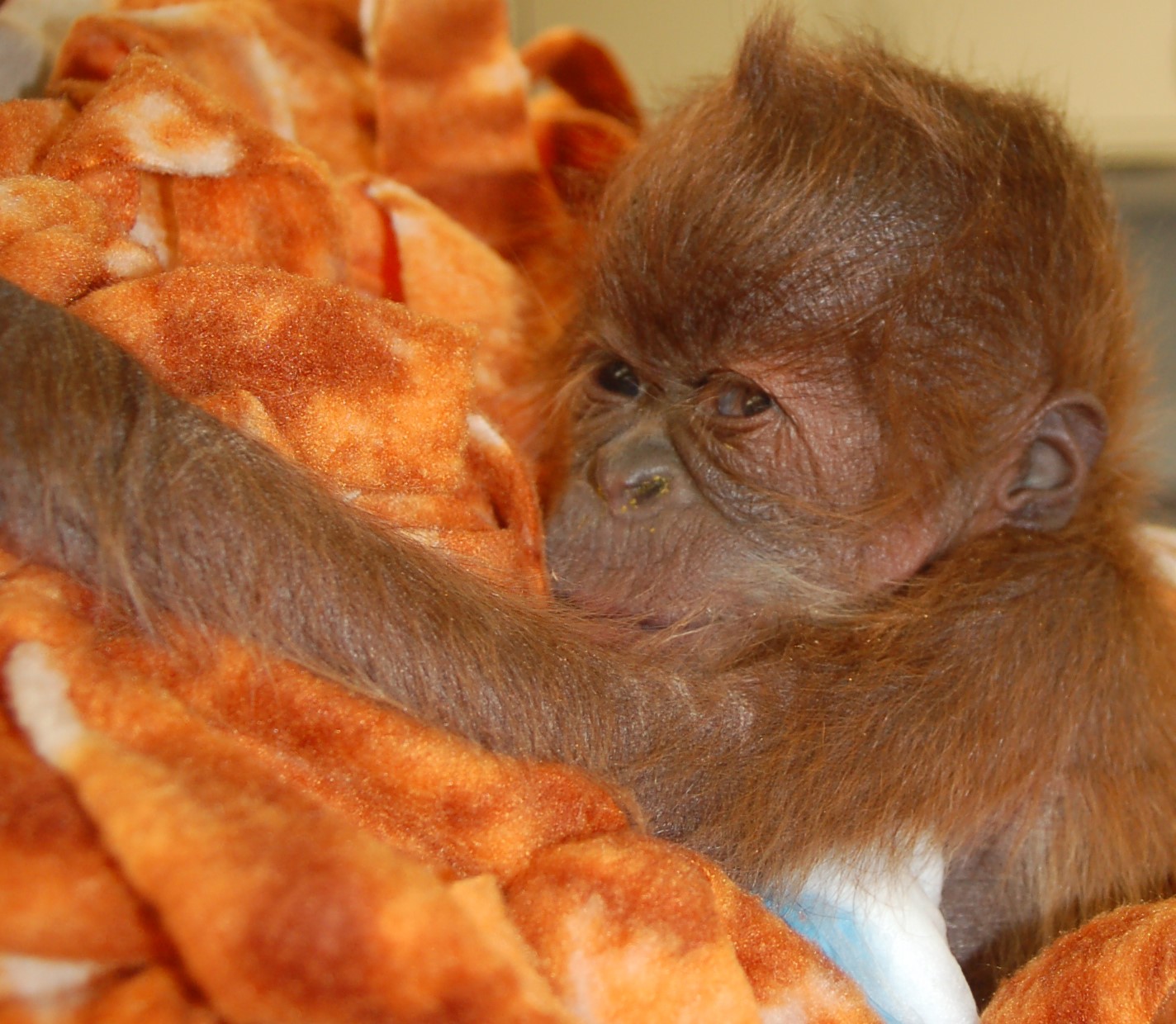 Zoo baby creates awareness of plight of wild orangutans