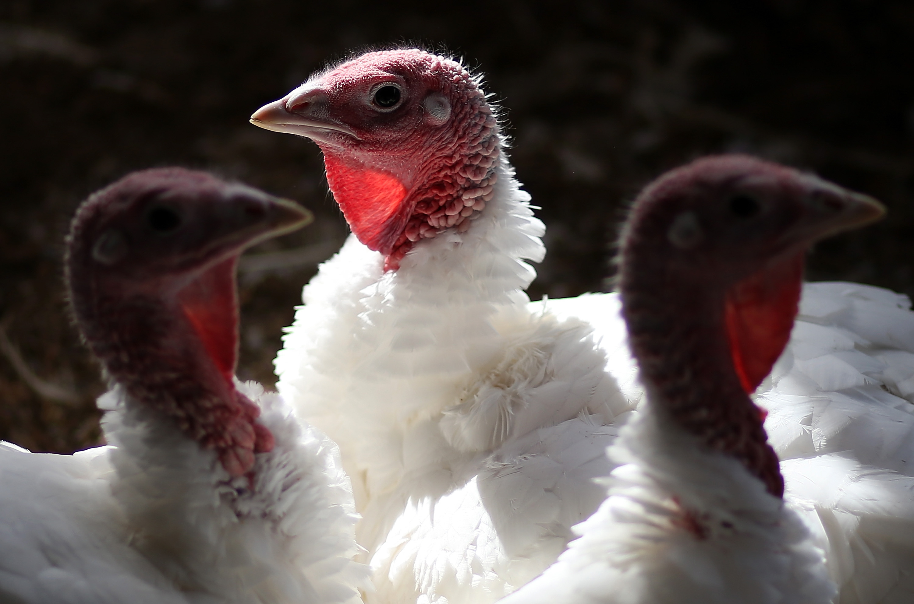 4th Minnesota turkey farm infected with deadly bird flu