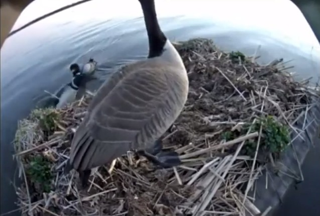 Canada goose clearance vs loon