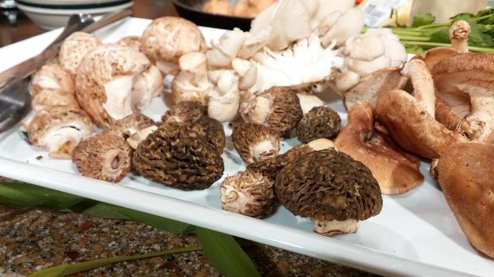 Minnesota morel mushrooms