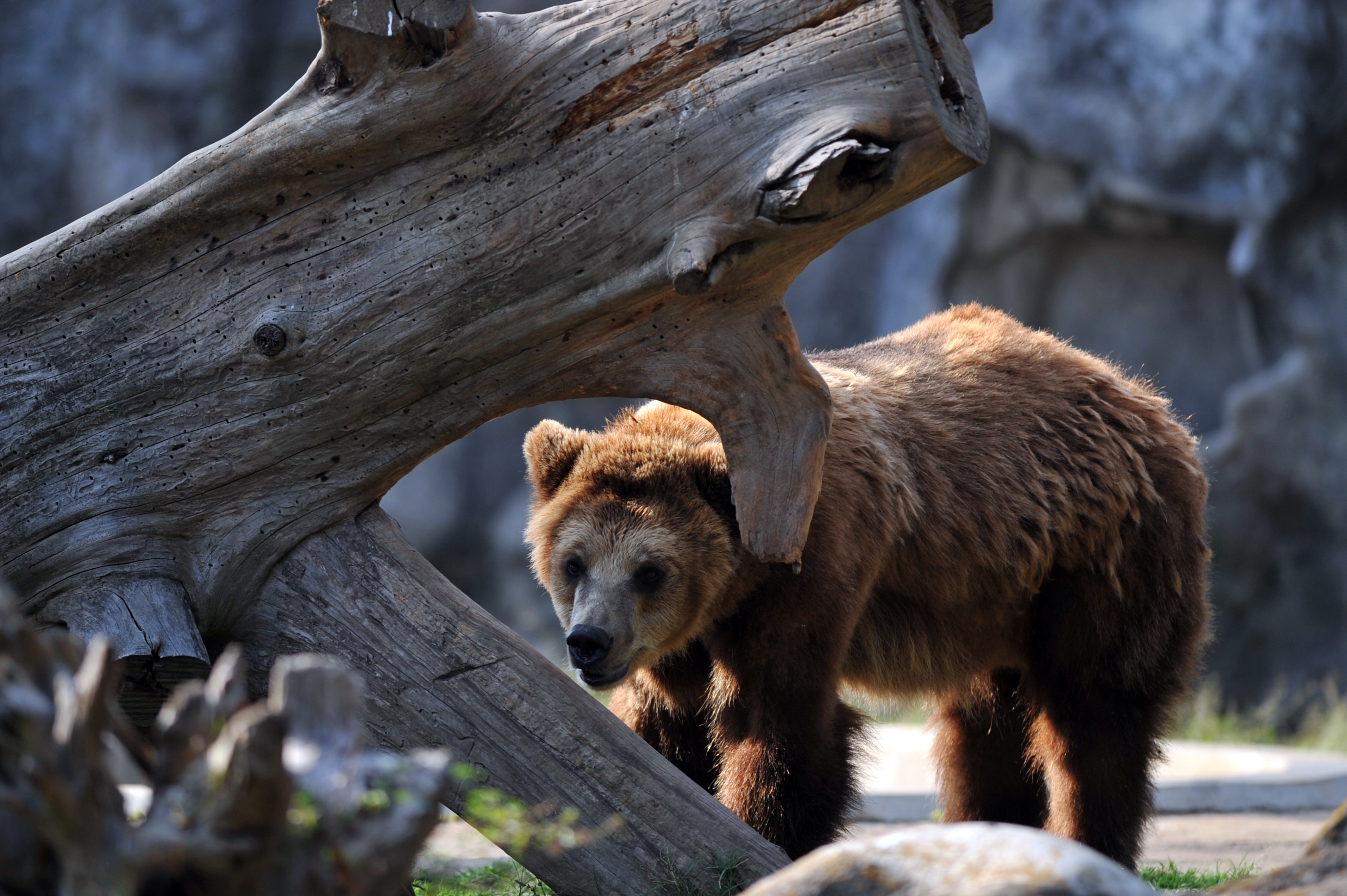 This Worm Is Killing Grizzly Bears – And It Could Spread - 1dxa9hw