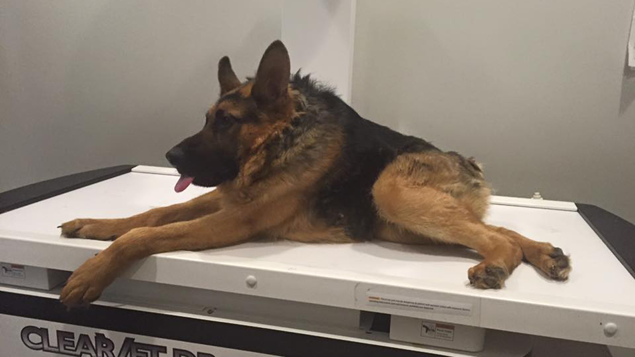 German shepherd sales curved back