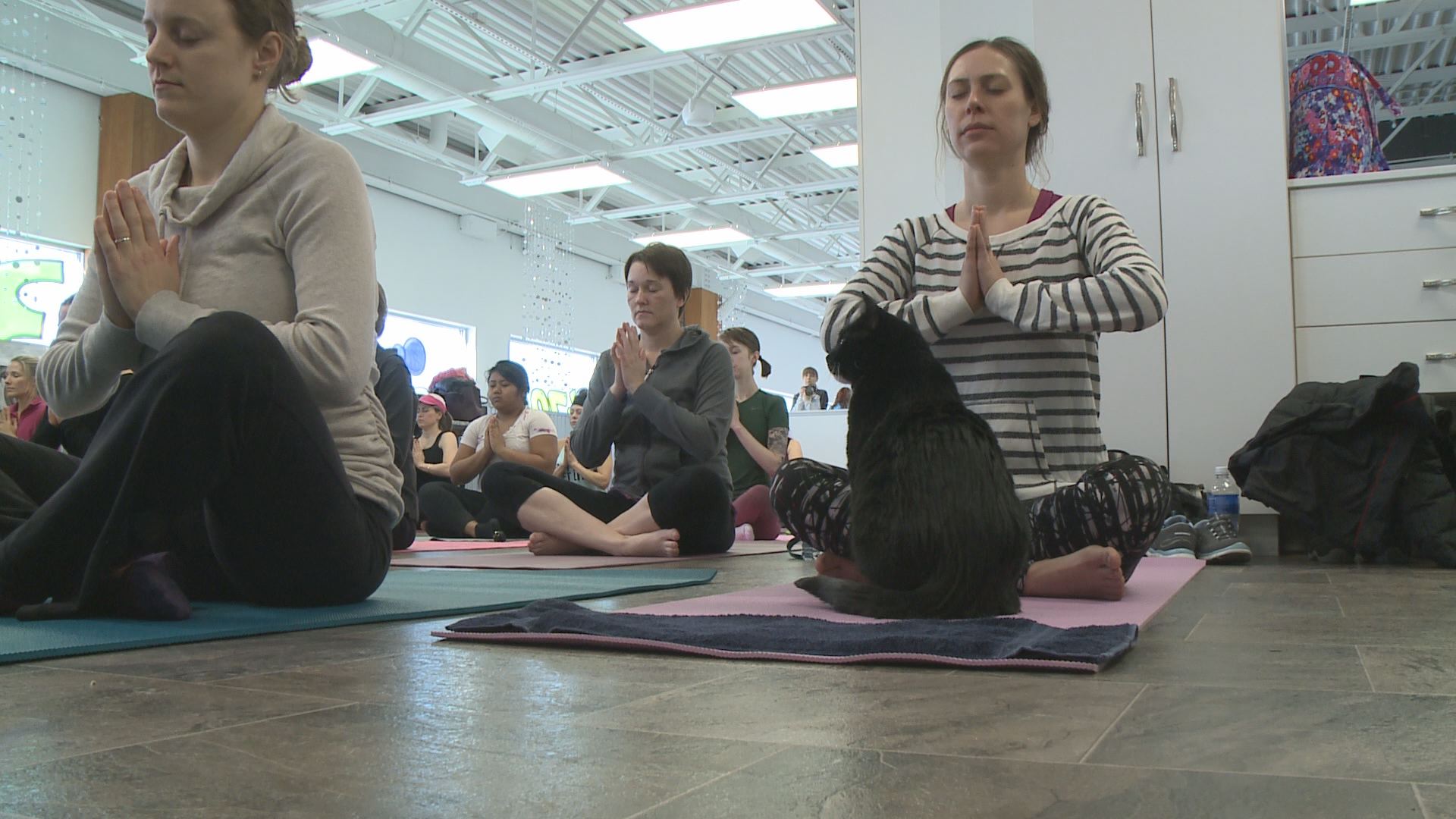 Cats join in yoga in Hastings 