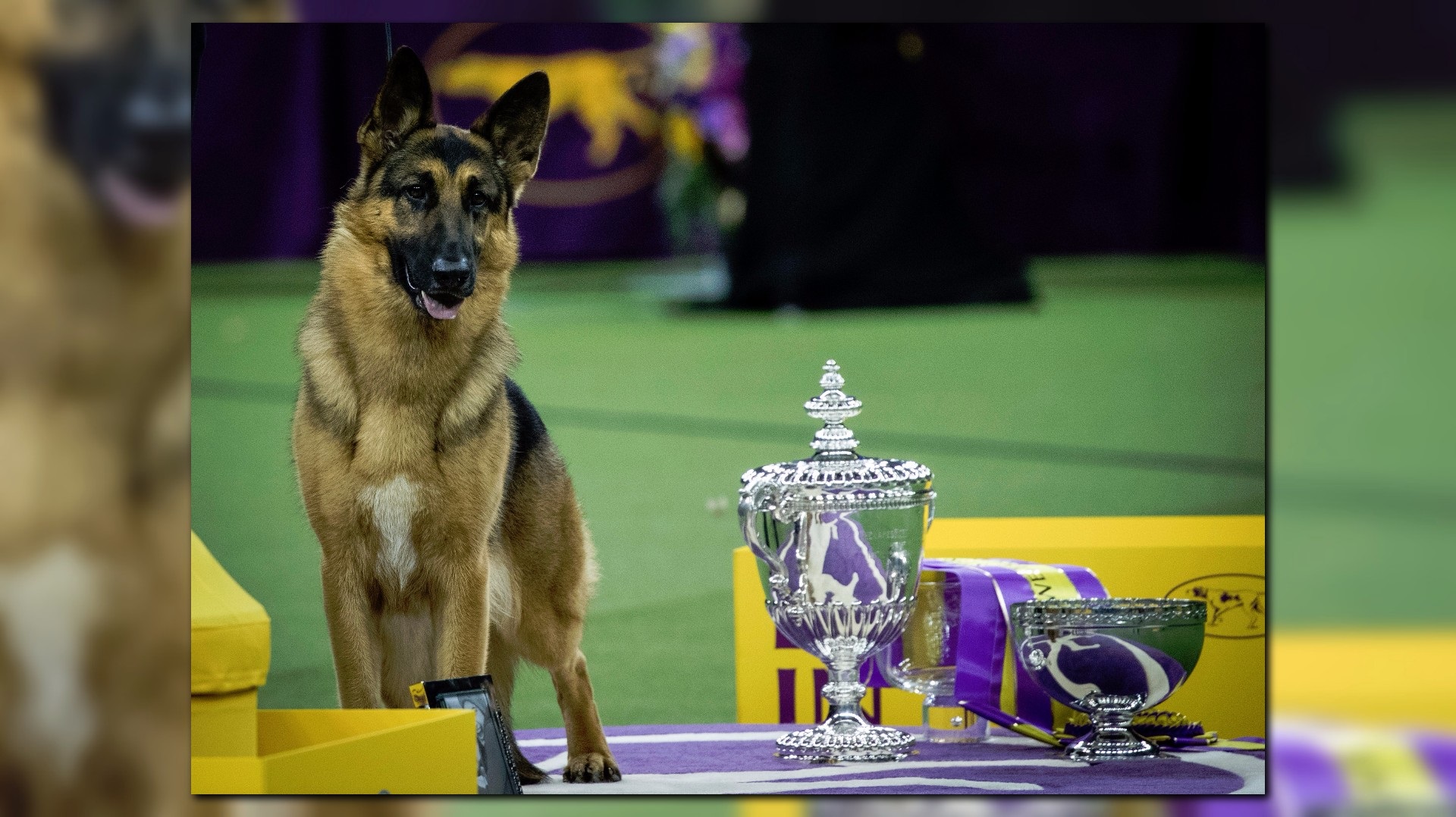 Kent boyles 2024 german shepherd