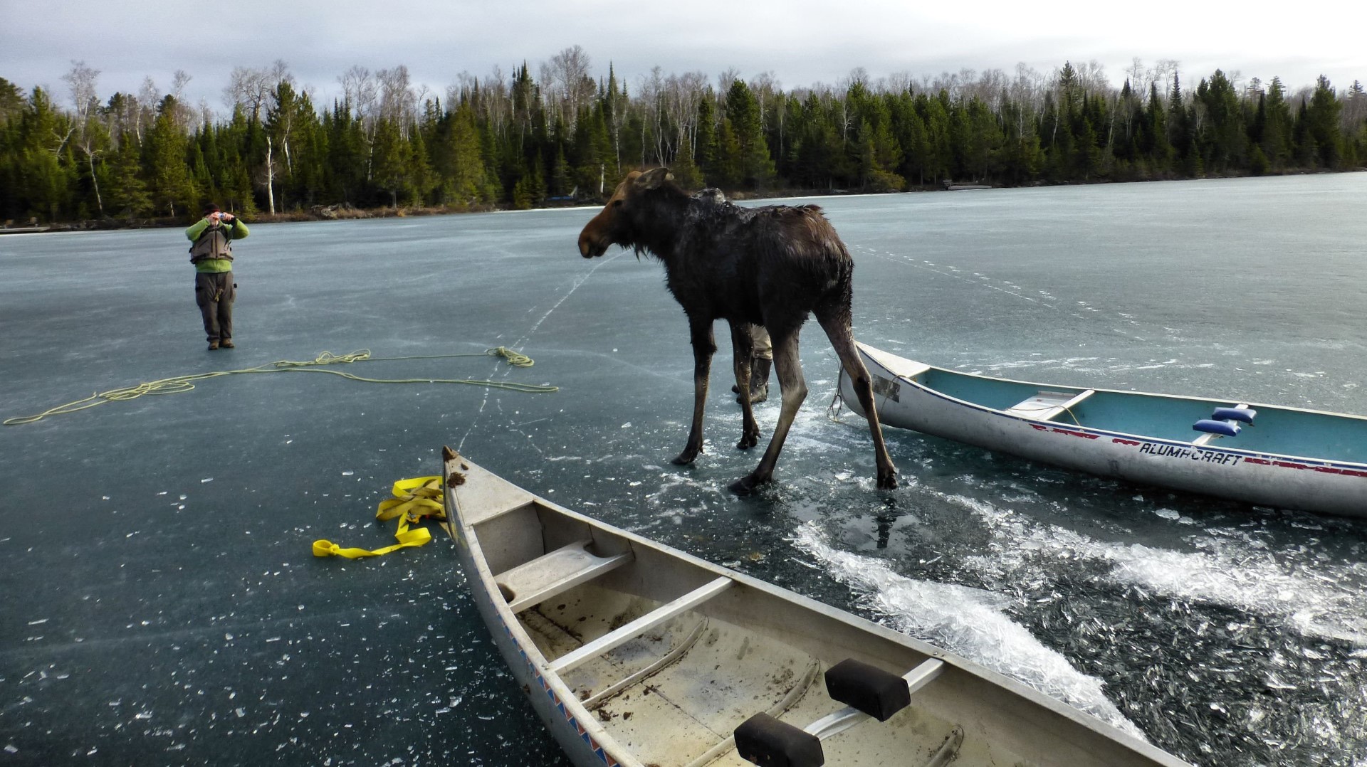 Moose rescued after falling through frozen lake in Minnesota