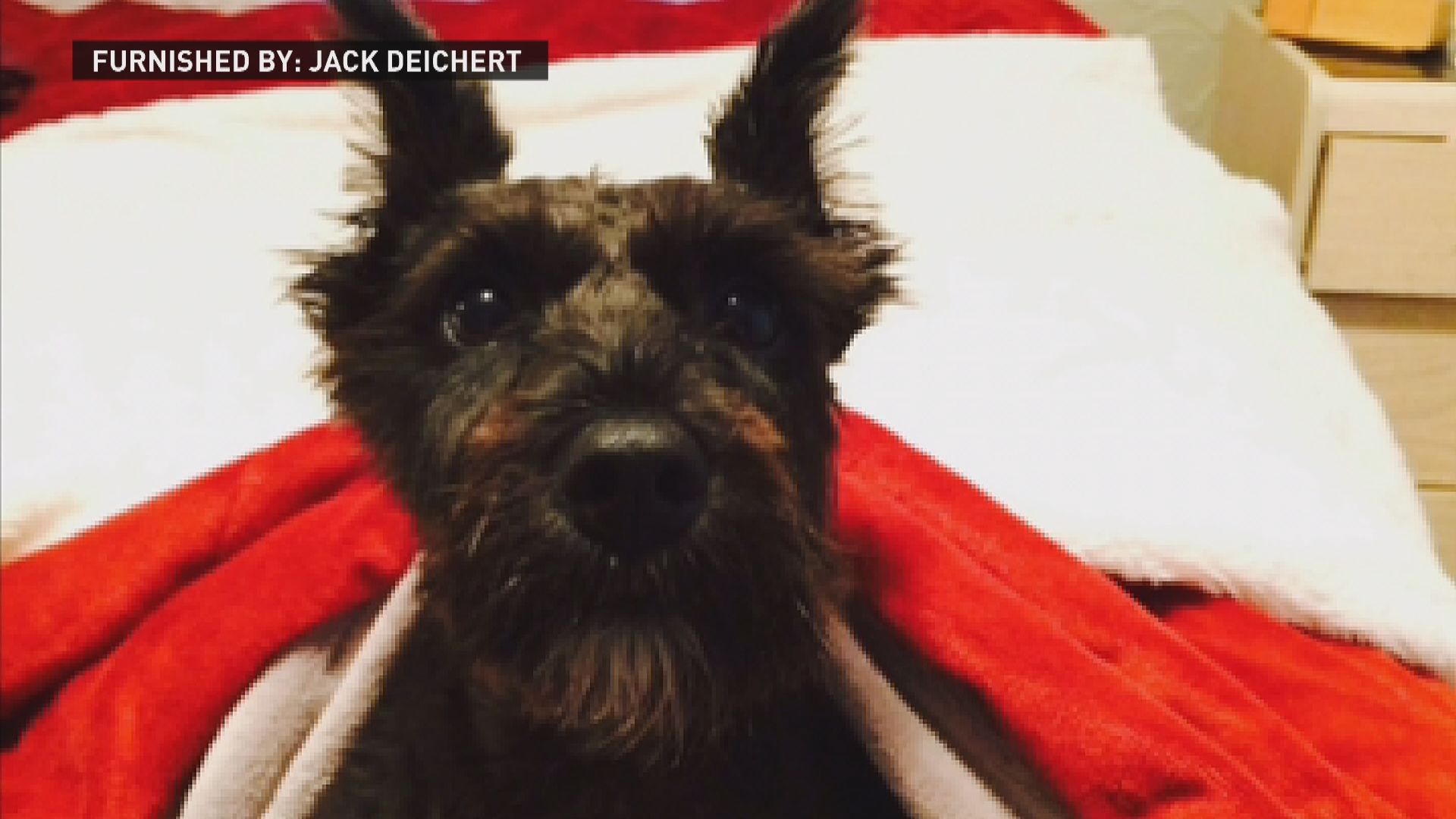 Insurance company settles over vet bills after previous refusal - KARE