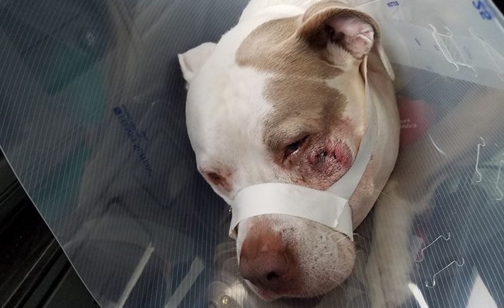 Police report from dog shooting released