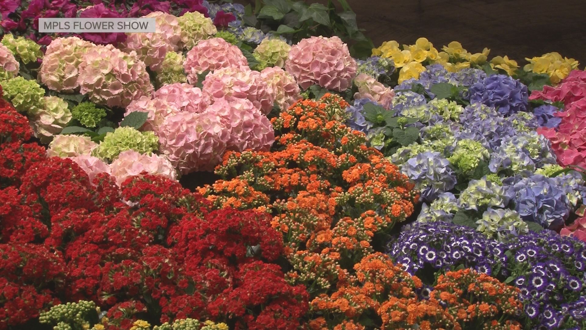 Grow with KARE Bachman's spring flower show