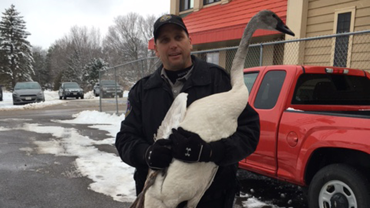 DNR warden saves injured swan stuck on Wis. lake | kare11.com