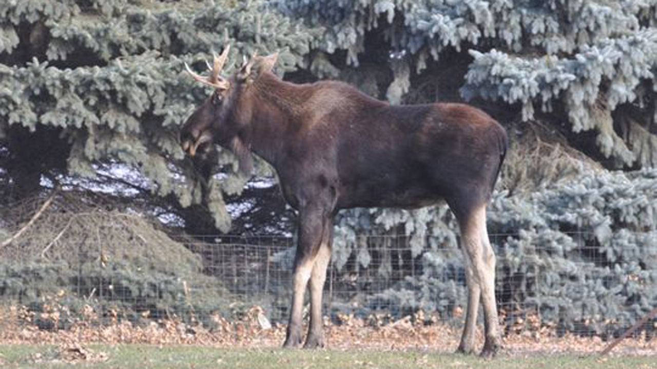 Study: Isle Royale moose numbers rising, wolves dying out | kare11.com