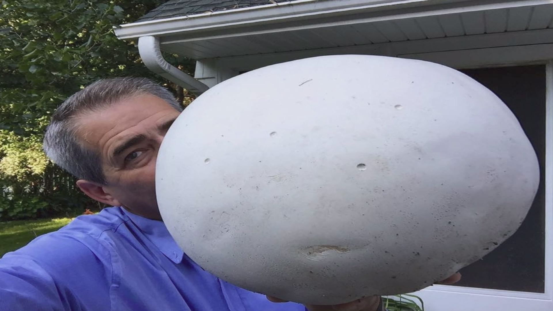 Puffball Eat Holy mushrooms! Which ones can you eat? | kare11.com